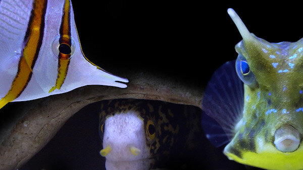 Fische