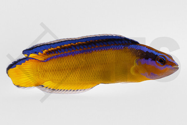 Pseudochromis Aldabraensis - Aldabra-Zwergbarsch Nachzucht