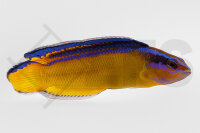 Pseudochromis Aldabraensis - Aldabra-Zwergbarsch Nachzucht