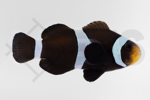 Amphiprion Ocellaris - Falscher Clownfisch Wildform Schwarz Nachzucht
