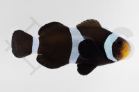 Amphiprion Ocellaris - Falscher Clownfisch Wildform...