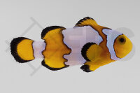 Amphiprion ocellaris - Falscher Clownfisch "Premium...