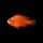 Amphiprion Ephippium - Glühkohlen Anemonenfisch