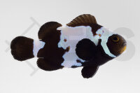 Amphiprion ocellaris - Falscher Clownfisch Schwarz...