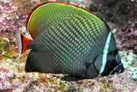 Chaetodon collare - Halsband (Rotschwanz) Falterfisch