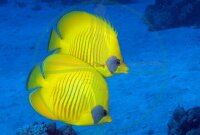Chaetodon semilarvatus - Masken Falterfisch Rotes Meer