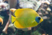 Chaetodon semilarvatus - Masken Falterfisch Rotes Meer