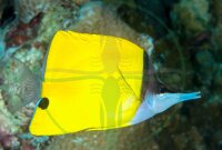 Forcipiger flavissimus - Gelber Langnasen Pinzettfisch