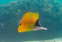 Forcipiger flavissimus - Gelber Langnasen Pinzettfisch