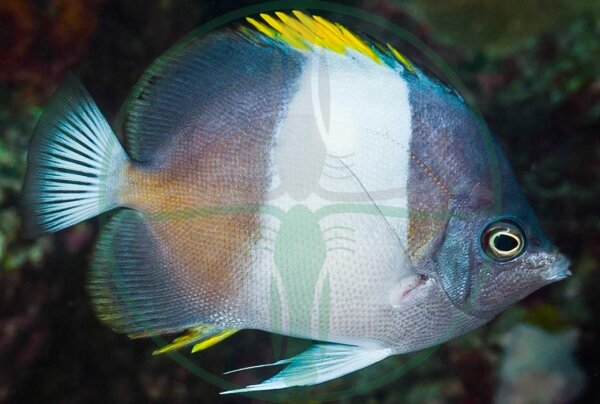 Hemitaurichthys zoster - Schwarzer Pyramiden Falterfisch