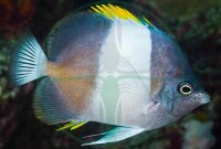 Hemitaurichthys zoster - Schwarzer Pyramiden Falterfisch