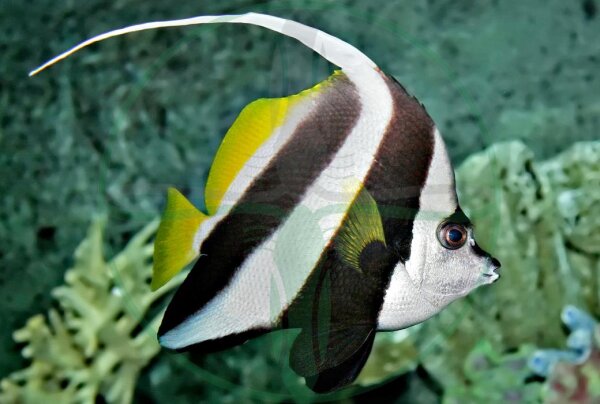 Heniochus acuminatus - Rotmeer Wimpelfisch