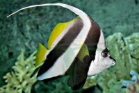 Heniochus acuminatus - Rotmeer Wimpelfisch