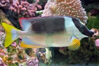 Siganus magnificus - Andamanen Fuchsgesicht