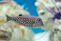 Ostracion meleagris Weibchen - Weißpunkt Kofferfisch