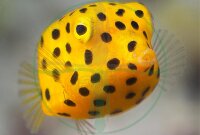 Ostracion cubicus - gewöhnlicher Kofferfisch