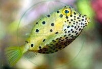 Ostracion cubicus - gewöhnlicher Kofferfisch