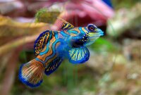 Synchiropus splendidus - Mandarin Leierfisch
