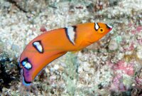 Coris gaimard juvenil - Allocoris gaimard