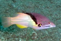 Bodianus mesothorax - Zweifarbenlippfisch