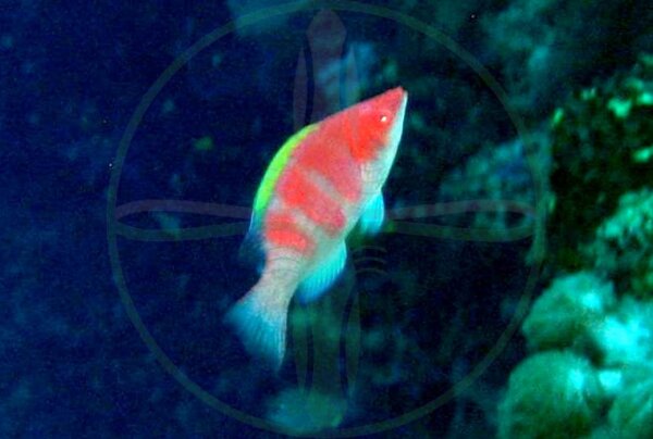 Cirrhilabrus flavidorsalis - Gelbrücken Zwerglippfisch
