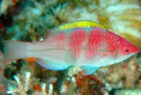 Cirrhilabrus flavidorsalis - Gelbrücken Zwerglippfisch