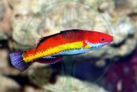 Cirrhilabrus naokoae - Haiflossen Zwerglippfisch