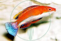 Cirrhilabrus rubriventralis - Geselliger Zwerglippfisch