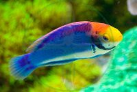 Cirrhilabrus solorensis - Rotaugen-Zwerglippfisch
