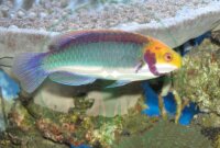 Cirrhilabrus solorensis - Rotaugen-Zwerglippfisch