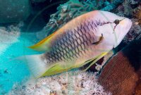 Epibulus insidiator - Stülpmaul Lippfisch