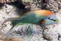 Epibulus insidiator - Stülpmaul Lippfisch