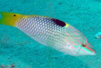 Halichoeres hortulanus - Schachbrett Junker