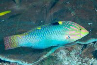 Halichoeres hortulanus - Schachbrett Junker