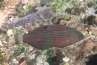 Halichoeres (Biochoeres) marginatus -...