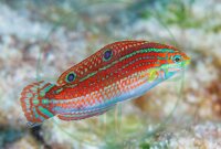Halichoeres ornatissimus - Weihnachts Junker