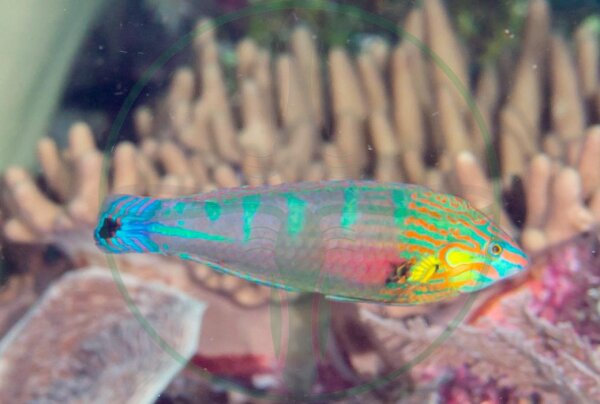 Halichoeres melanurus - Regenbogenlippfisch