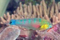 Halichoeres melanurus - Regenbogenlippfisch
