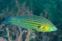 Halichoeres melanurus - Regenbogenlippfisch