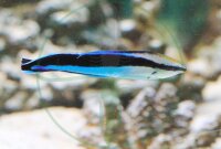 Labroides dimidiatus - Putzerlippfisch