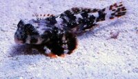 Synchiropus ocellatus - Augenfleck Madarinfisch