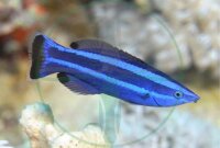 Larabicus quadrilineatus - Arabischer Putzer Lippfisch
