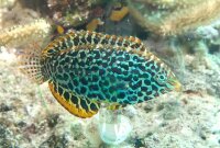 Macropharyngodon meleagris - Leoparden Junker