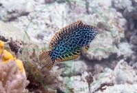 Macropharyngodon meleagris - Leoparden Junker