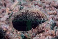 Macropharyngodon negrosensis - Schwarzer Leoparden Junker