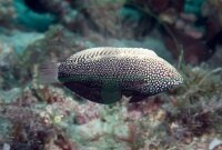 Macropharyngodon negrosensis - Schwarzer Leoparden Junker