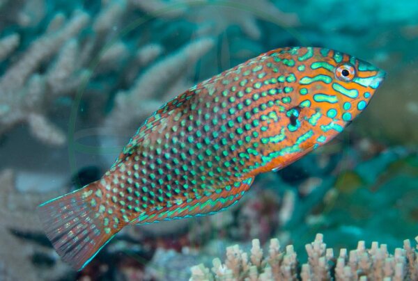 Macropharyngodon ornatus - Leoparden Junker