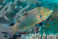 Macropharyngodon ornatus - Leoparden Junker