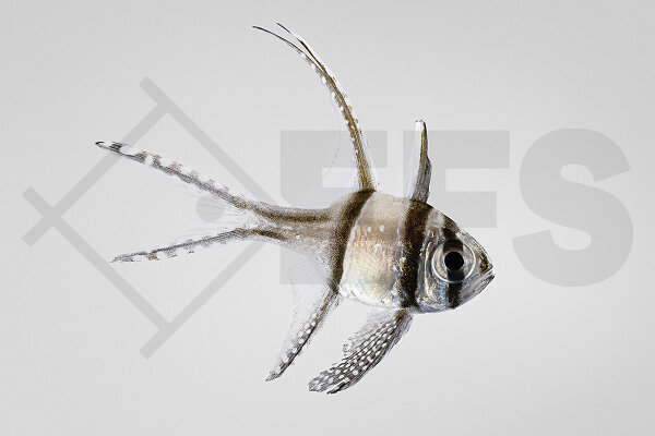 Pterapogon Kauderni - Banggai Kardinalbarsch
