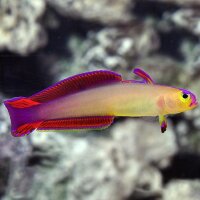 Nemateleotris Exquisita - Pfeilgrundel